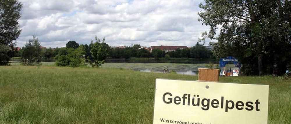 Vogelgrippe
