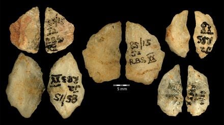 Die Vor- und Rückseiten fünf 60.000 Jahre alter Pfeilspitzen mit dem Gift von Boophone.