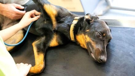 Spende für Artgenossen.