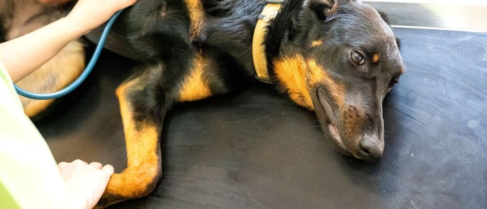 Spende für Artgenossen.