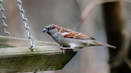 Wer sieht am Wochenende die meisten Vögel im Garten? Der Nabu ruft dazu auf, sich an der Zählaktion „Stunde der Wintervögel“ zu beteiligen. (Archivbild)