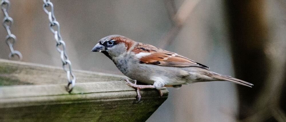 Wer sieht am Wochenende die meisten Vögel im Garten? Der Nabu ruft dazu auf, sich an der Zählaktion „Stunde der Wintervögel“ zu beteiligen. (Archivbild)