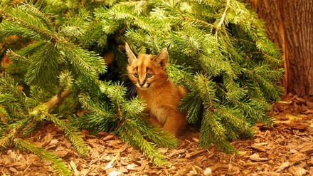 Das Karakal-Jungtier Karlos kam im November zur Welt. (Handout)