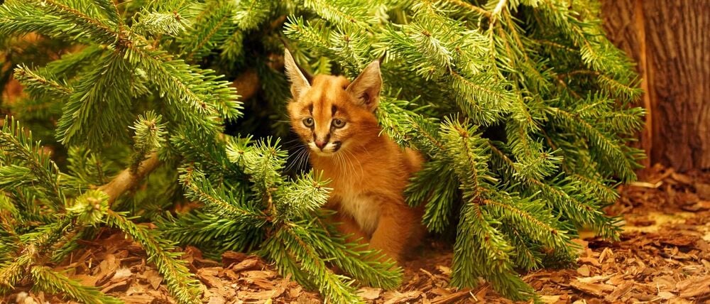 Das Karakal-Jungtier Karlos kam im November zur Welt. (Handout)