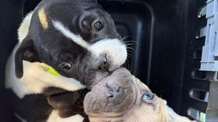 Viele Angebote wirken laut Tierheim harmlos, sind aber nicht seriös. (Handout)