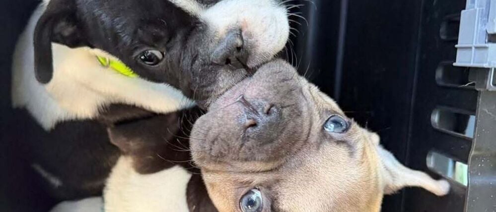 Viele Angebote wirken laut Tierheim harmlos, sind aber nicht seriös. (Handout)