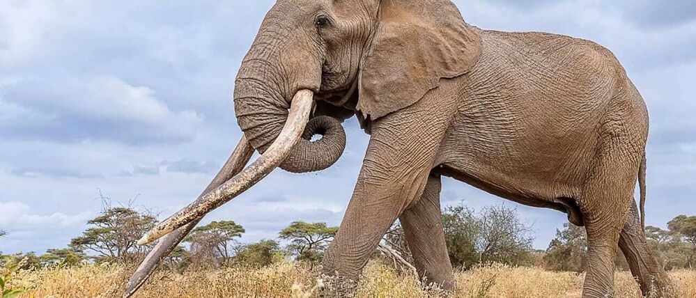 Craig war eine der größten Celebrities im Amboseli-Nationalpark in Kenia.