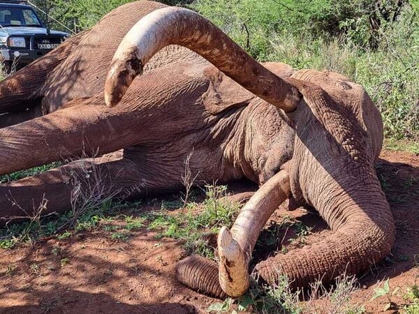 HANDOUT - 03.01.2026, Kenia, Amboseli: Dieses vom Kenya Wildlife Service (KWS) zur Verfügung gestellte Foto zeigt den toten Elefantenbullen Craig, der für seine außergewöhnlich großen und schweren Stoßzähne bekannt ist. Der Elefantenbulle starb im Amboseli-Nationalpark im Süden Kenias im Alter von etwa 54 Jahren, wie die kenianische Parkbehörde Kenya Wildlife Service mitteilte. Foto: -/Kenya Wildlife Service/dpa - ACHTUNG: Nur zur redaktionellen Verwendung im Zusammenhang mit der aktuellen Berichterstattung und nur mit vollständiger Nennung des vorstehenden Credits +++ dpa-Bildfunk +++