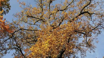 Eiche