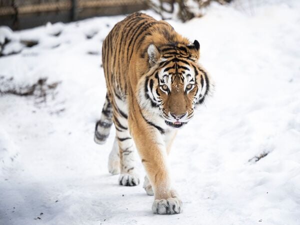 07.01.2026, Mecklenburg-Vorpommern, Schwerin: Ein Sibirischer Tiger läuft bei winterlichem Wetter in seinem Außengehege im Schweriner Zoo umher. Viele Zootiere trotzen der Kälte und wagen sich bei Minusgraden und Schnee heraus. Manche Tiere wie der Sibirische Tiger fühlen sich bei diesem Wetter erst richtig wohl. Foto: Philip Dulian/dpa +++ dpa-Bildfunk +++
