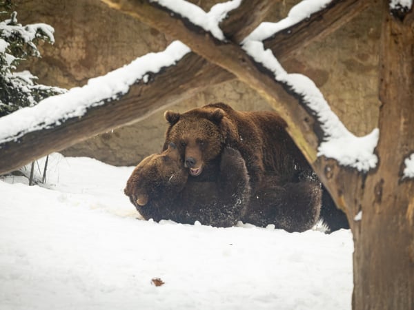 Winter im Zoo
Foto: Zoo und Tierpark Berlin