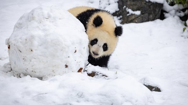 Neugierig betrachtet der junge Panda den riesigen Schneeball. Es ist der erste richtige Winter für das Jungtier.