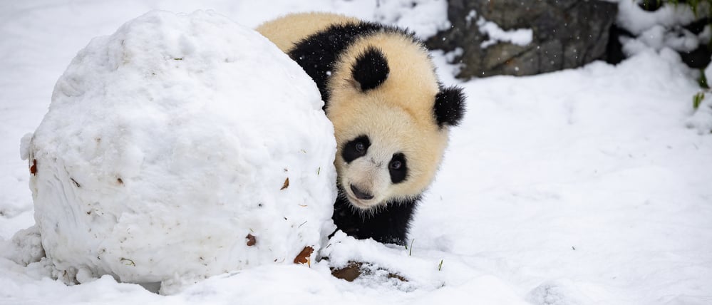 Neugierig betrachtet der junge Panda den riesigen Schneeball. Es ist der erste richtige Winter für das Jungtier.