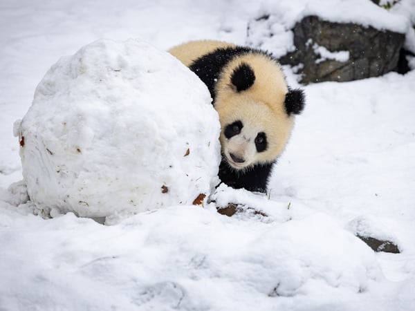 Winter im Zoo
Foto: Zoo und Tierpark Berlin