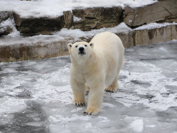 Winter im Zoo
Foto: Zoo und Tierpark Berlin