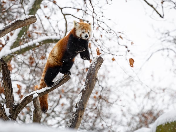 Winter im Zoo
Foto: Zoo und Tierpark Berlin
