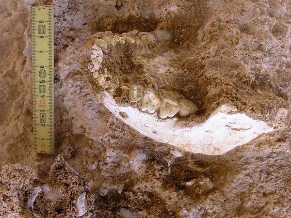 773 000 years old mandible ThI-GH-10717 from Thomas Quarry in Morocco Credit: Hamza Mehimdate, Programme Préhistoire de Casablanca ACHTUNG: Frei nur zur redaktionellen Verwendung im Zusammenhang mit der Berichterstattung über die Studie bei Nennung des Credits.
Foto: Hamza Mehimdate, Programme Préhistoire de Casablanca