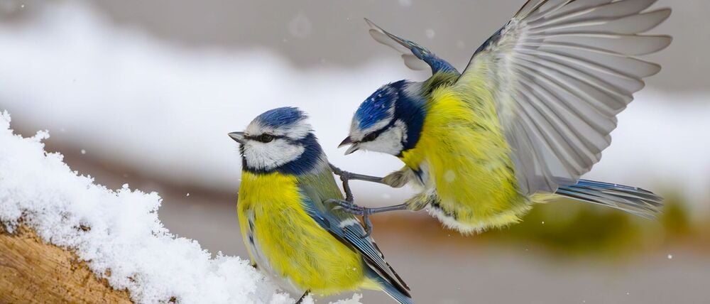 Gerade wenn es kalt ist, kann an den Futterstellen viel los sein. (Symbolbild)