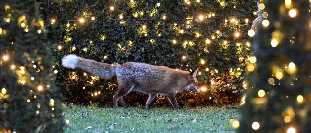Füchse haben im Winter Frühlingsgefühle