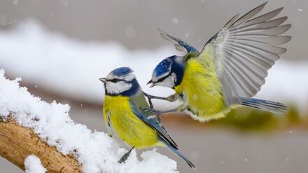 Gerade wenn es kalt ist, kann an den Futterstellen viel los sein. (Symbolbild)