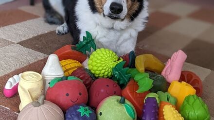 Der elf Jahre alte Border Collie-Rüde Bryn aus Großbritannien kennt die Namen von etwa 100 Spielzeugen.