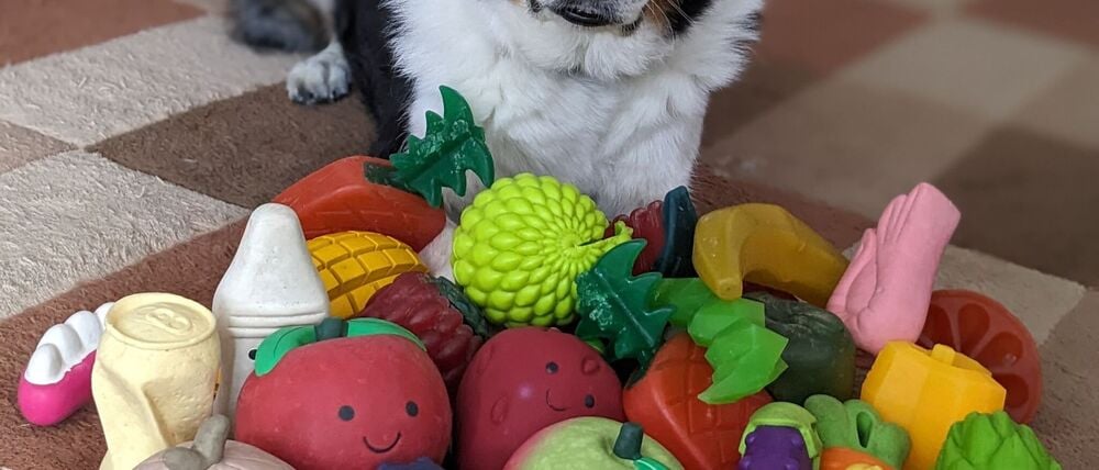 Der elf Jahre alte Border Collie-Rüde Bryn aus Großbritannien kennt die Namen von etwa 100 Spielzeugen.