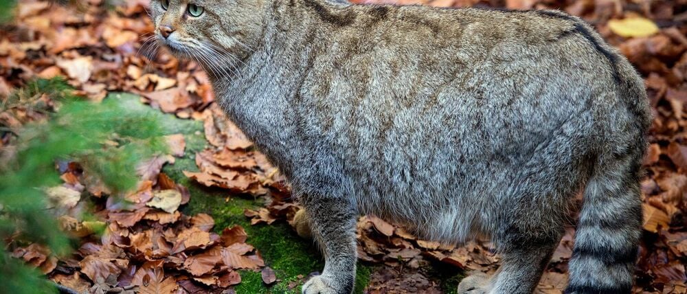Sie ist scheu und selten: Die Wildkatze. (Archivbild/Illustration)