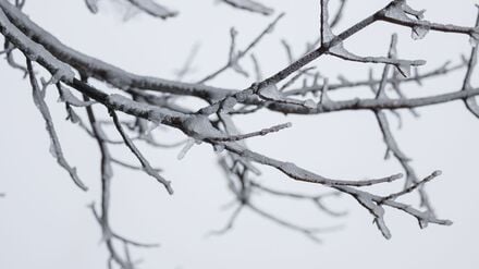Besonders kalt war es in der vergangenen Nacht in Coschen. (Symbolbild)