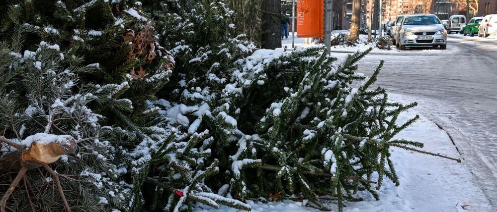 Manche Bäume liegen schon ausrangiert am Straßenrand.