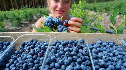 Blaubeere