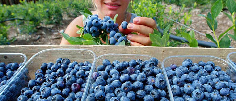 Blaubeere