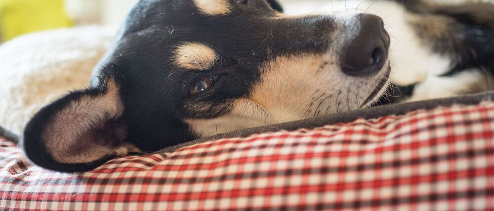 Die Mehrheit der Haustiere schläft laut Umfrage in einem eigenen Körbchen. (Archivbild)