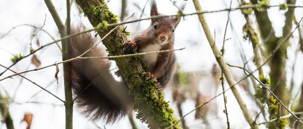 Eichhörnchen kommen im Winter oft nicht an ihre Vorräte heran. (Archivbild)