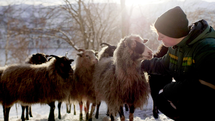 Die Ökofilmtour 2026 eröffnet am Freitag um 18 Uhr im Filmmuseum Potsdam mit dem Dokumentarfilm „Woolly“ von Rebekka Nystabakk.