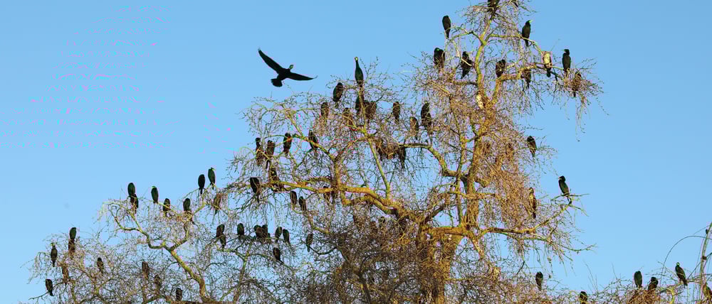 Kormorane an der Neuen Fahrt in Potsdam