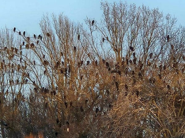 Kormorane an der Alten Fahrt in Potsdam