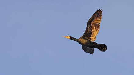 Kormorane an der Neuen Fahrt in Potsdam