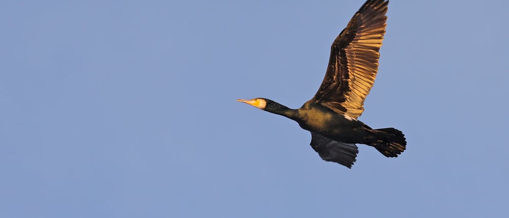 Kormorane an der Neuen Fahrt in Potsdam