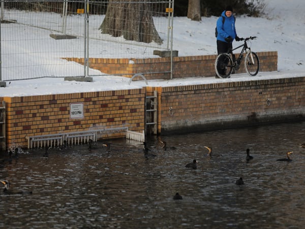 Kormorane an der Alten Fahrt in Potsdam