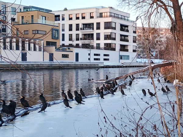 Kormorane an der Alten Fahrt in Potsdam