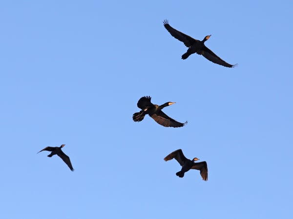 Kormorane an der Neuen Fahrt in Potsdam