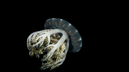 Die Mangrovenqualle Cassiopea andromeda schlummert vor allem nachts, aber auch mittags.