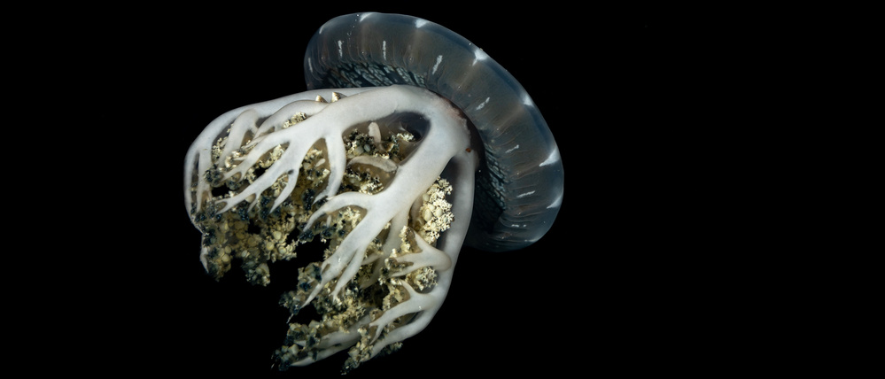 Die Mangrovenqualle Cassiopea andromeda schlummert vor allem nachts, aber auch mittags.