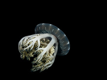 Quallen schlafen ähnlich wie wir : Nickerchen für die Neuronen