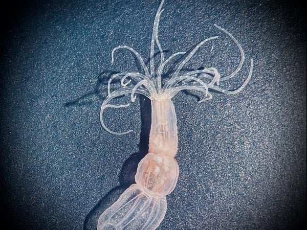 Nematostella vectensis hat 12 bis 20 Tentakel, die in zwei Kreisen um die Mundöffnung stehen und bei Gefahr blitzschnell zurückgezogen werden können.
https://www.tagesspiegel.de/wissen/kein-gehirn-aber-lernfahig-die-erstaunlichen-fahigkeiten-einfacher-seeanemonen-9528014.html