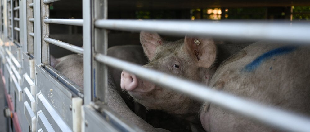 Für ein Kilo Schweinefleisch bekommen die Bauern nur noch 1,45 Euro.