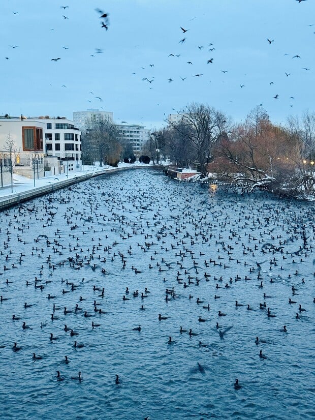 Wegen zugefrorener Seen hält sich derzeit eine riesige Kormoran-Versammlung an der Alten Fahrt in Potsdam auf. Leserfoto von Konstantin Escher.