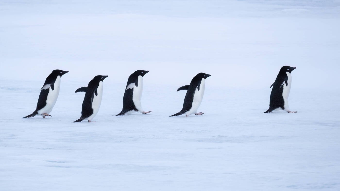 Sicherheit-vor-Sch-nheit-So-bewegt-man-sich-unfallfrei-bers-Glatteis