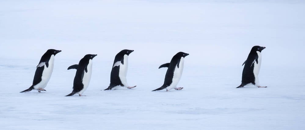 Gehen wie ein Pinguin. Der flugunfähige Vogel weiß, wie man sicher übers Eis kommt. 