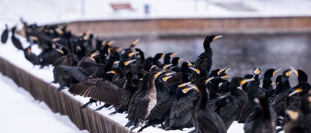 An der „Alten Fahrt“ in Potsdam haben sich unzählige Kormorane auf der Suche nach Fischen gesammelt. 